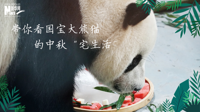 三江源慢直播丨帶你看國(guó)寶大熊貓的中秋“宅生活”