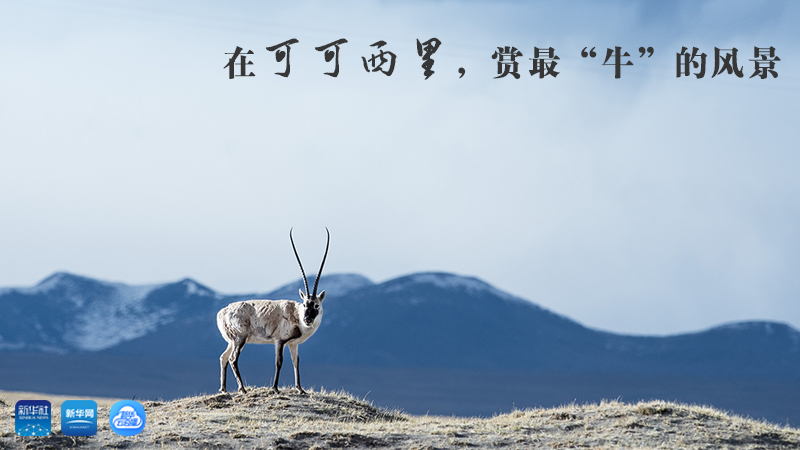 三江源慢直播丨在可可西里，賞最“牛”的美景